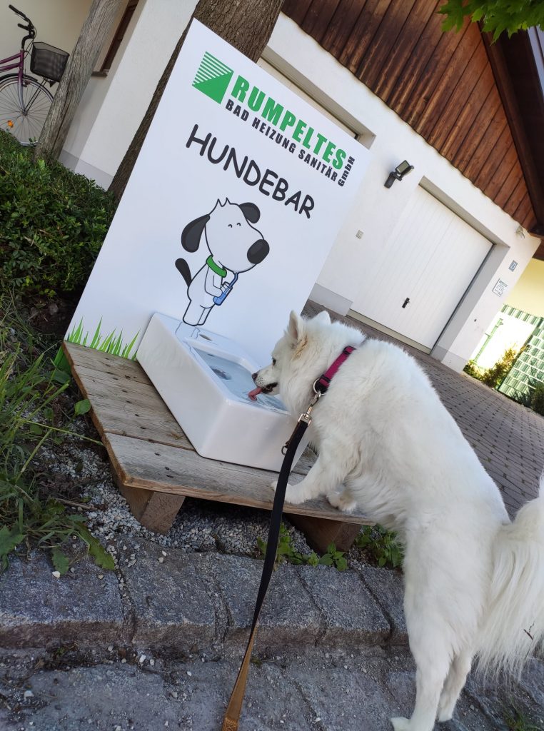 Weißer Hund beim Wasser trinken an unserer Hundebar am Sonnwiesgraben 23 in Ainring